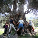 Baum auf Kreta