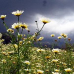 Wanderung über Wiesen
