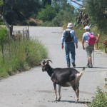 Wandern zwischen wilden Ziegen