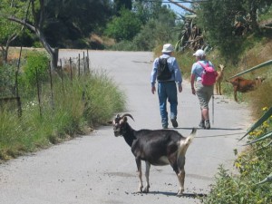 Zypern Wandern Wandern zwischen wilden Ziegen