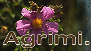 Agrimi