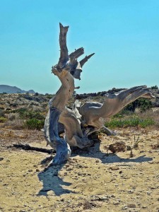 baum
