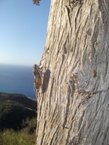baum_0