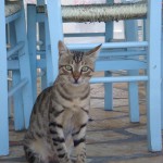 katze-heraklion