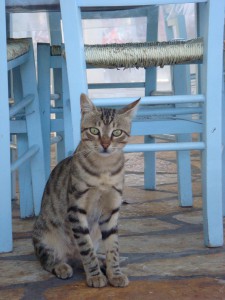 katze-heraklion