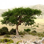 kreta-717
