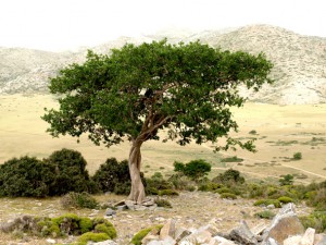 kreta-717