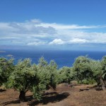 mohlos-mirsini