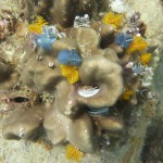 Unterwasserwelt