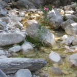 samaria_schlucht_2