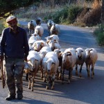 schafe-kreta